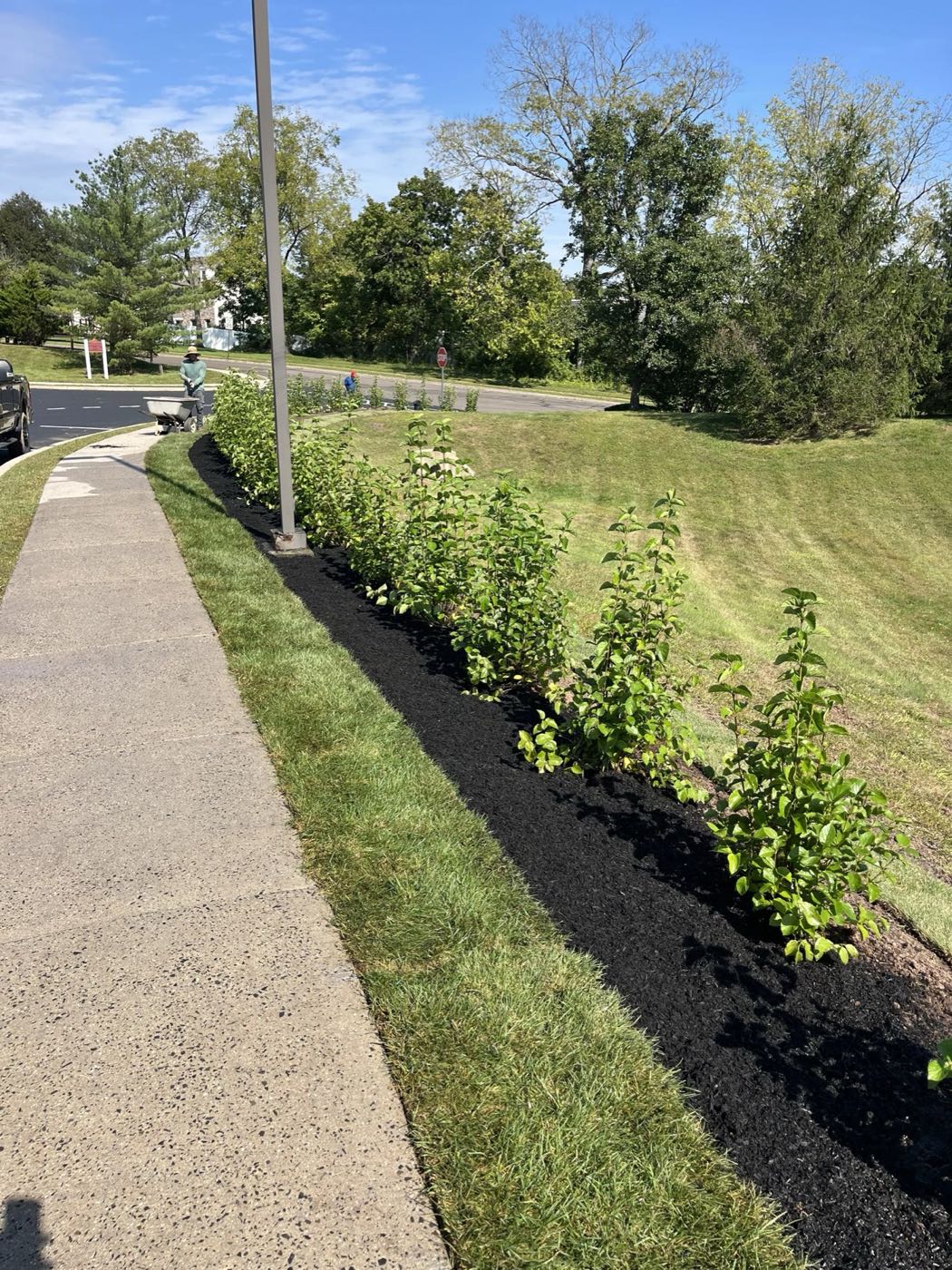 Fresh mulch bed with new shrubs and perennials
